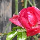 Regenrose