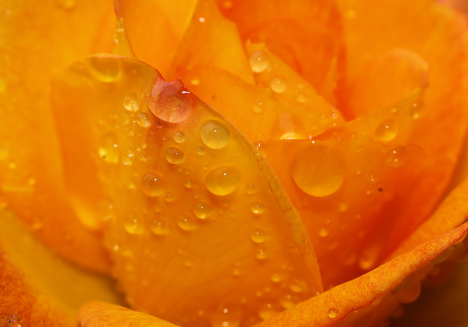 Regenrose...