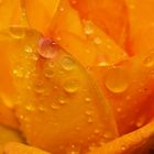 Regenrose...