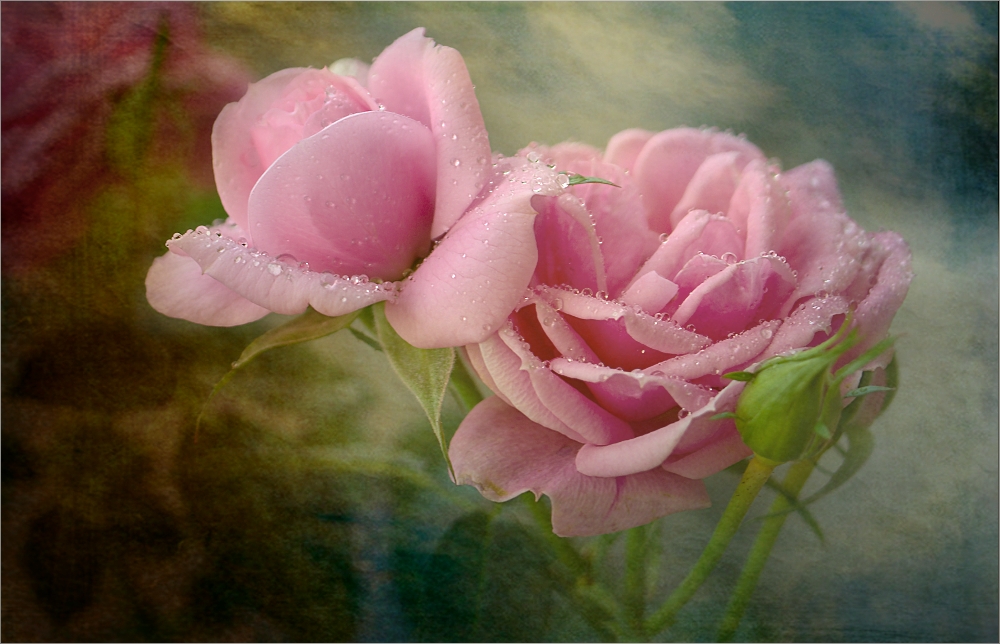 ~Regen°Rose~