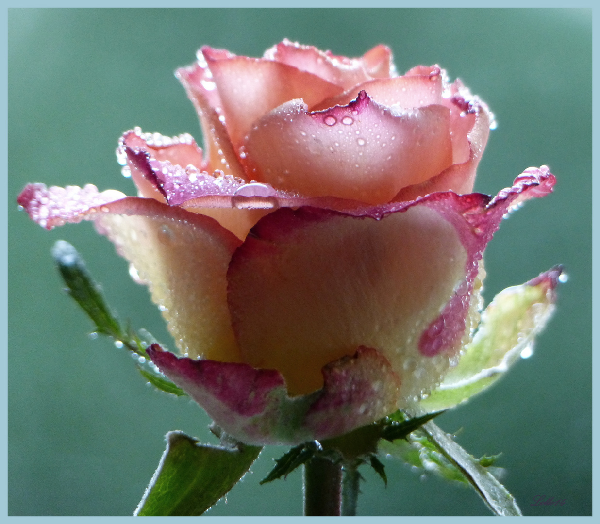 Regenrose ...