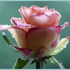 Regenrose ...