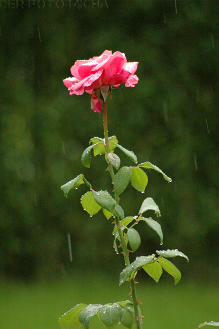 Regenrose