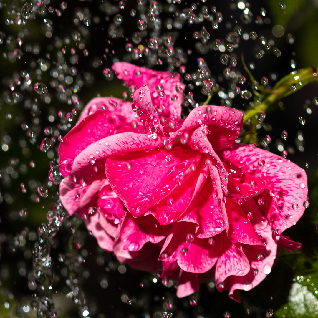 Regenrose