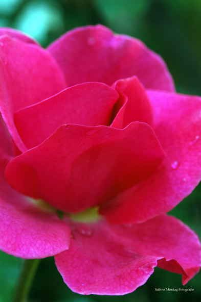 Regenrose