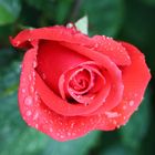 Regenrose