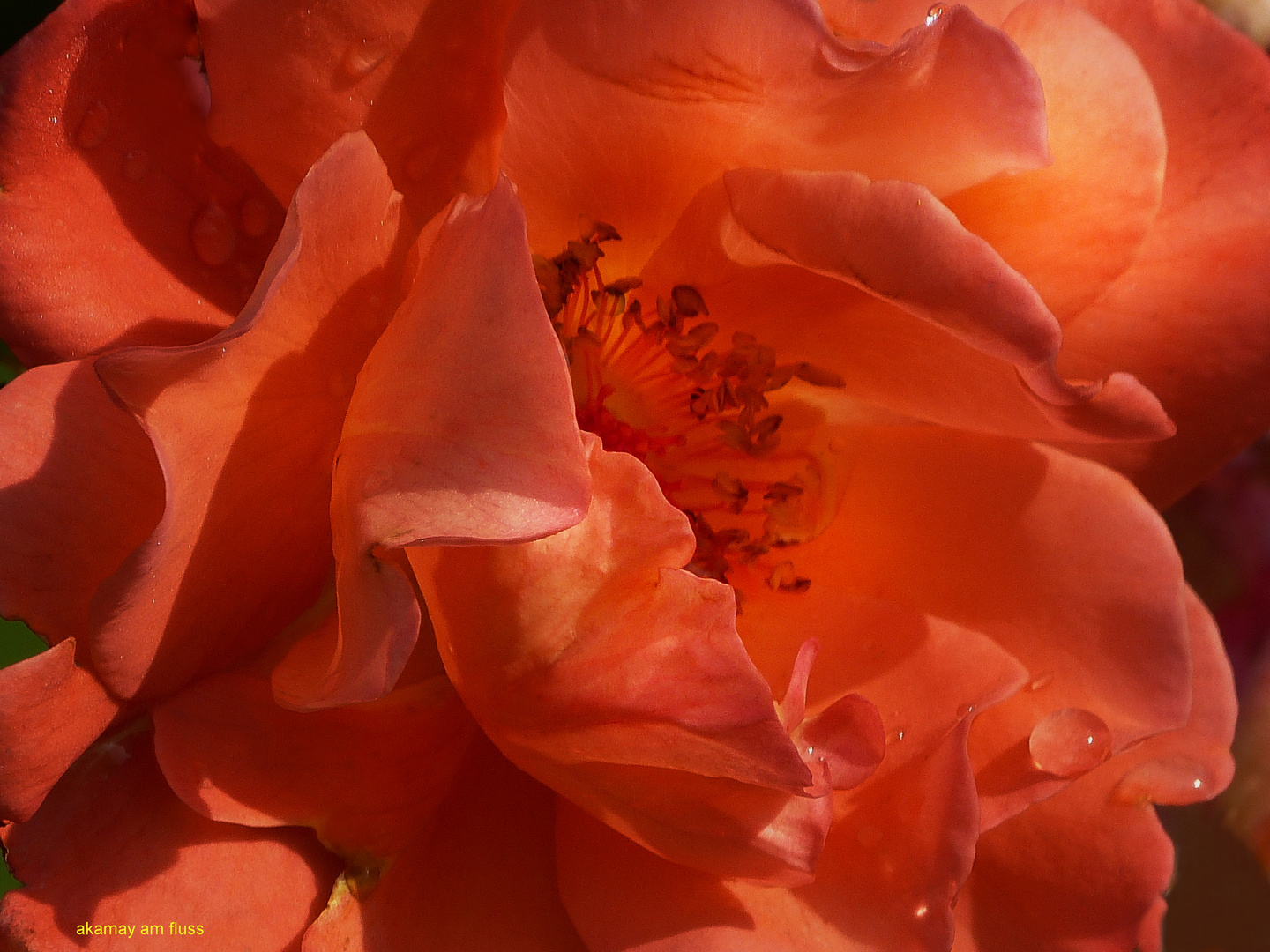 Regenrose im Garten