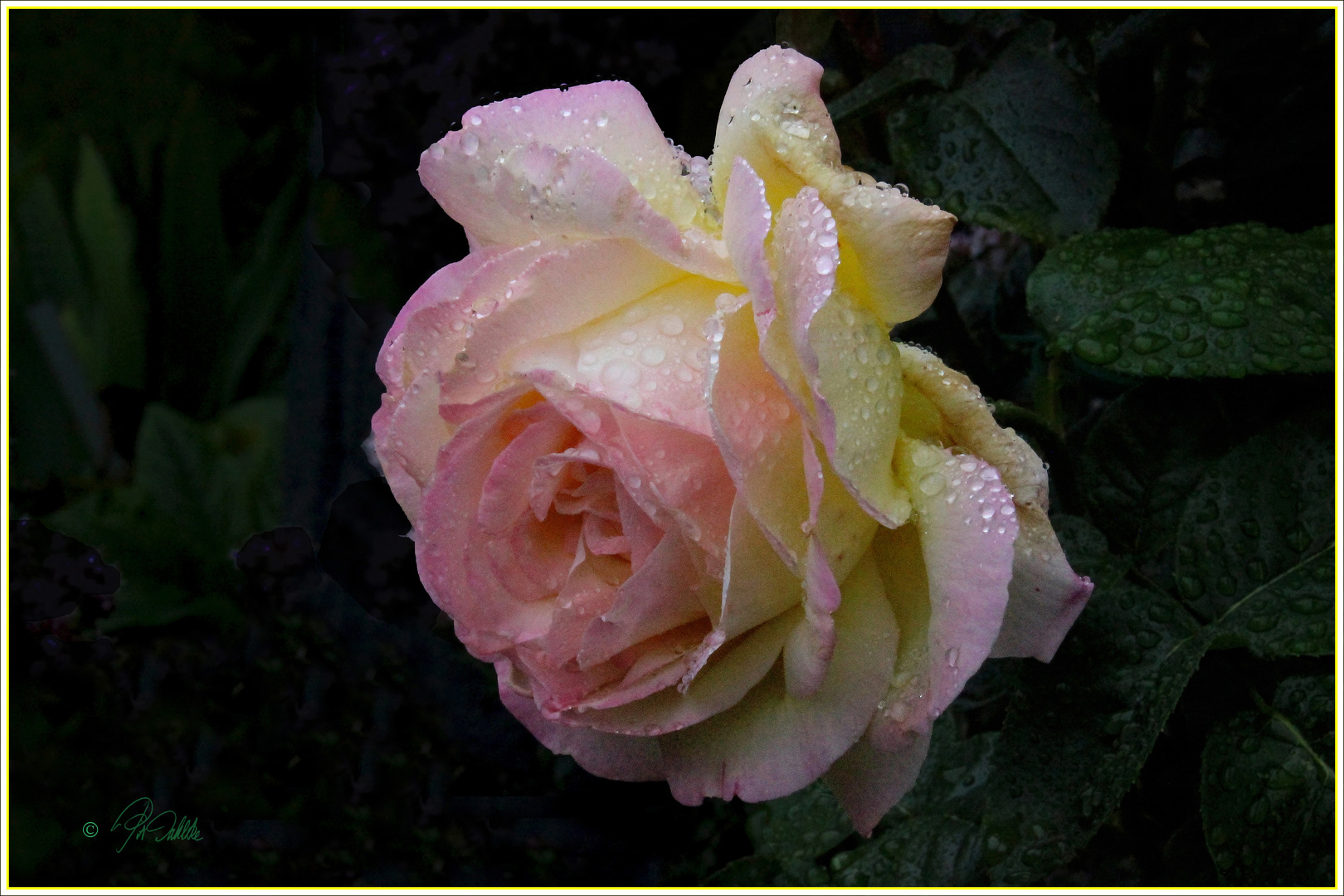 " Regenrose "               Mittwochsblümchen 15.07.2020