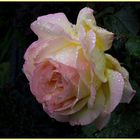 " Regenrose "               Mittwochsblümchen 15.07.2020