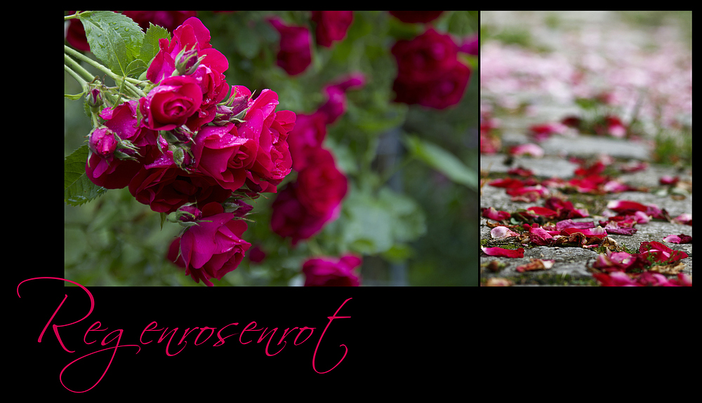 Regenrosenrot