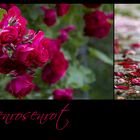 Regenrosenrot