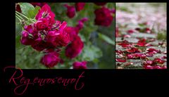 Regenrosenrot