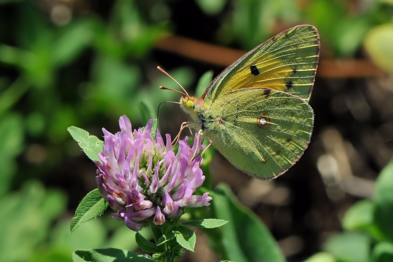 Regensburger Gelbling  (Colias myrmidone)