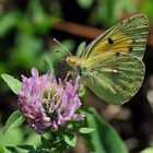 Regensburger Gelbling  (Colias myrmidone)