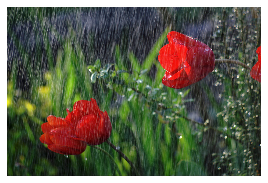 Regenschauer....