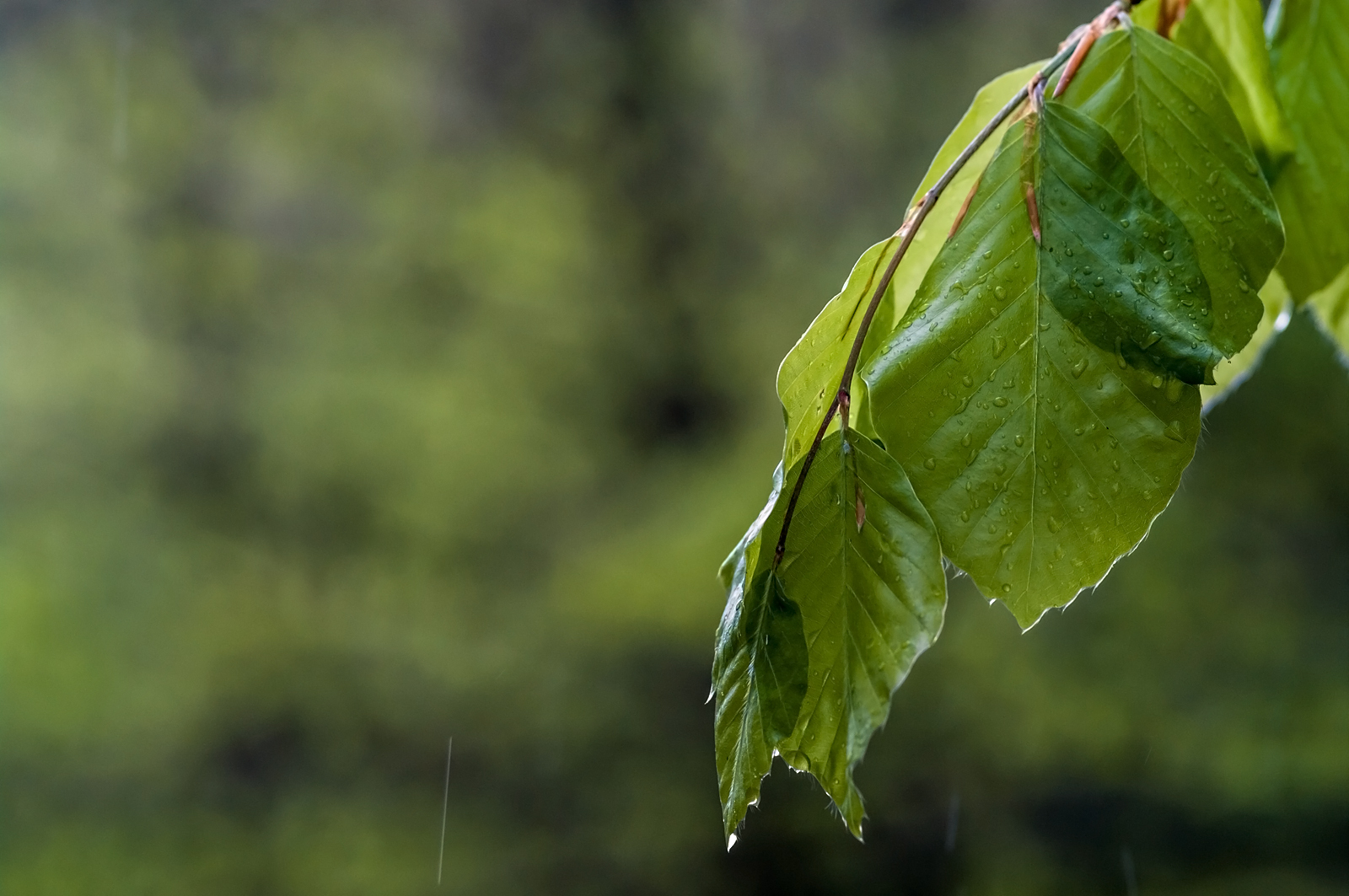 Regenschauer Foto & Bild | pflanzen, pilze & flechten ...