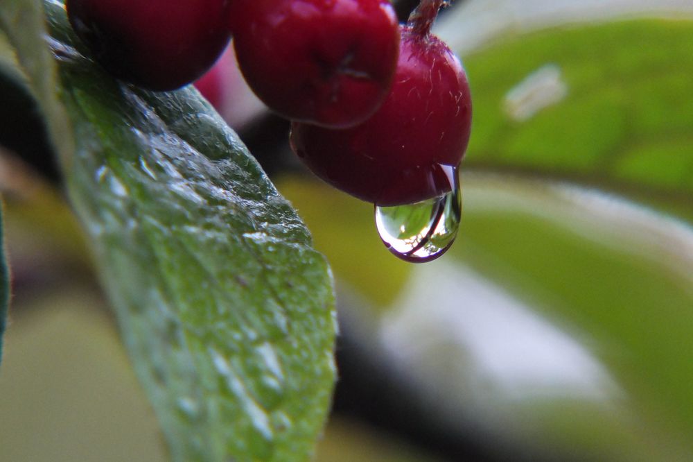 Regenschauer