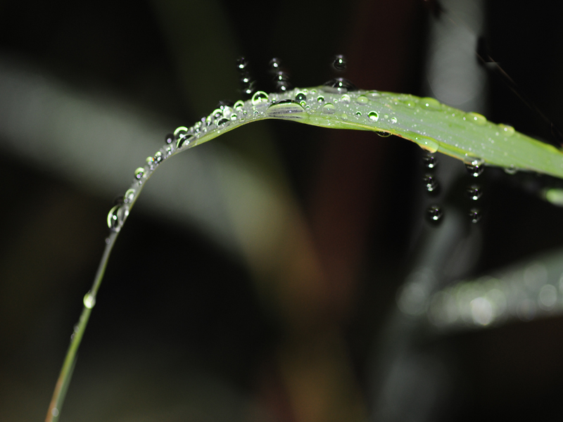 Regenschauer