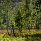 Regenschauer im Moor mit blühendem Wollgras