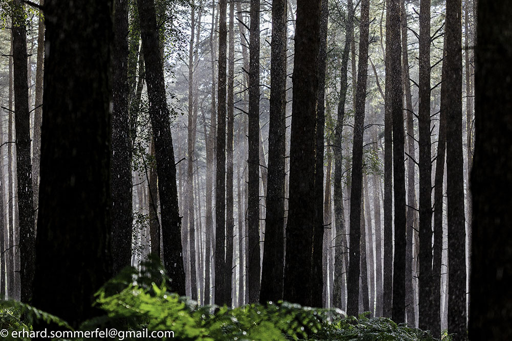 Regenschauer im Wald