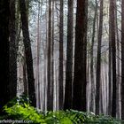 Regenschauer im Wald