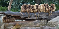 Regenschauer im Zoo - Wilhelma Nr. 3