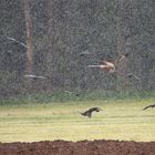 - Regenschauer trifft auf Rotmilan -