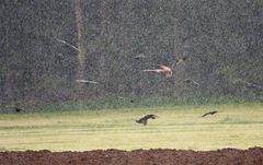 - Regenschauer trifft auf Rotmilan -