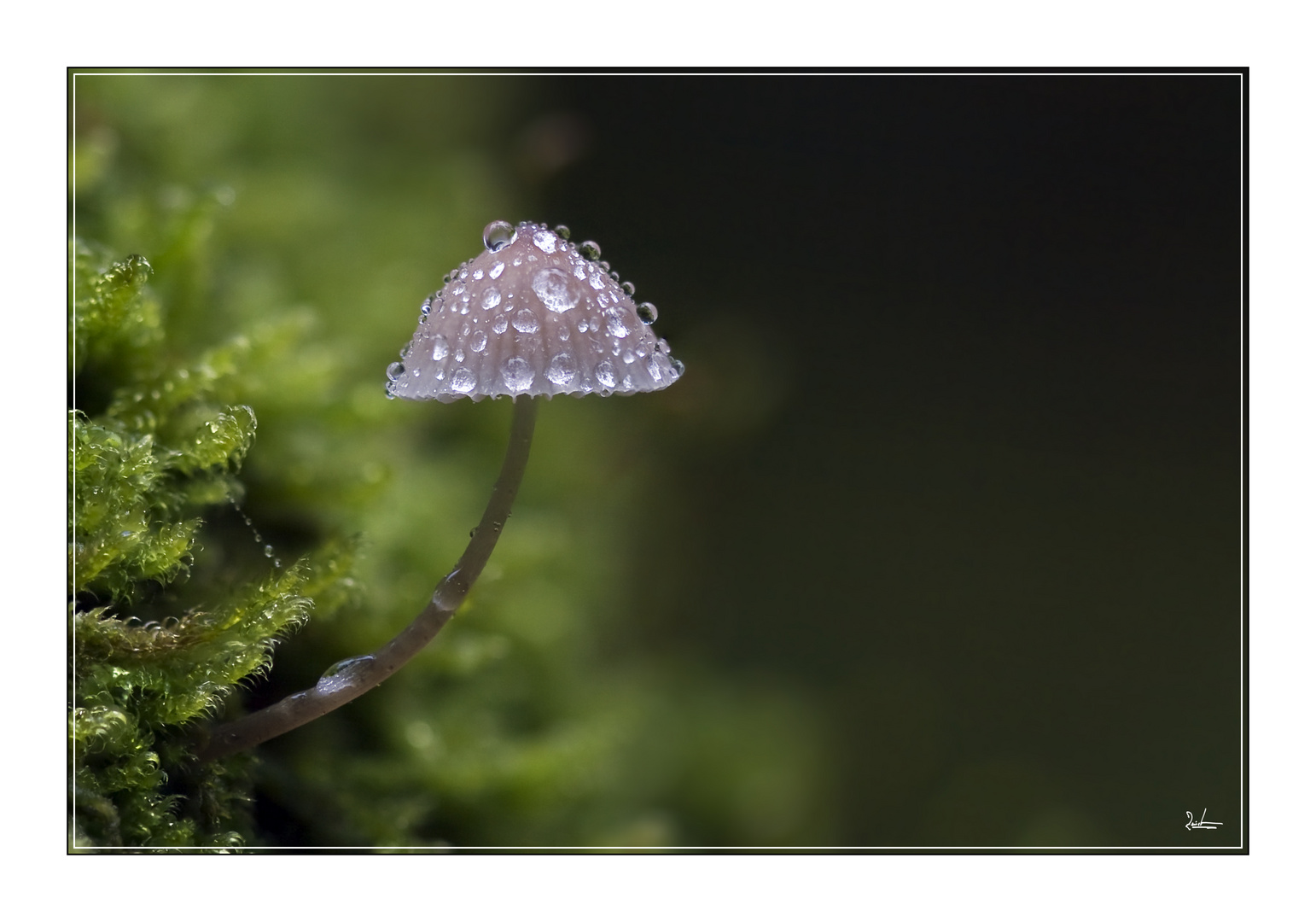 Regenschirm