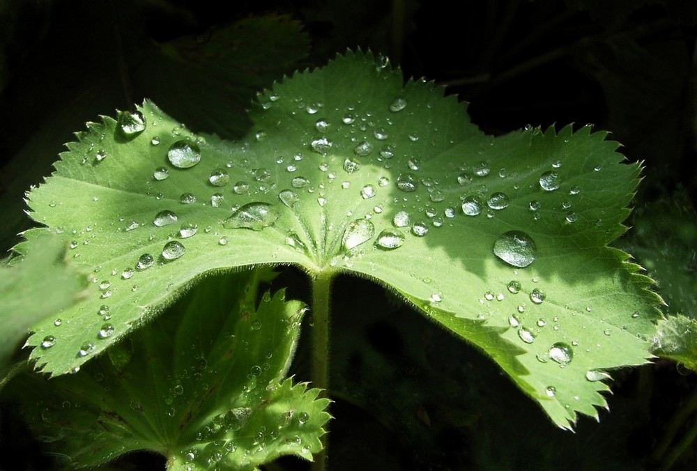 RegenSchirm