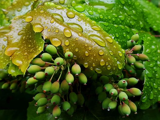Regenschirm-Blätter