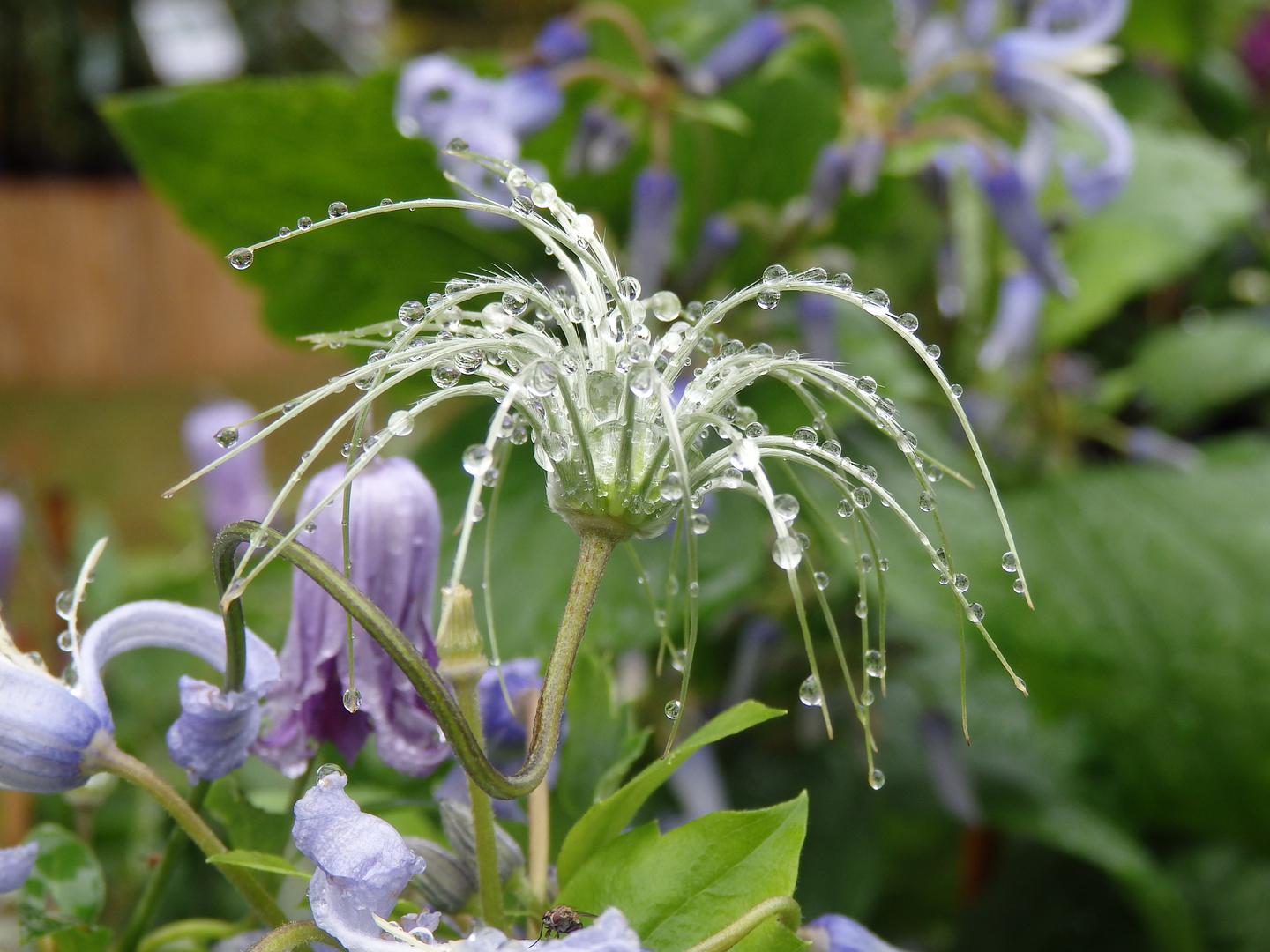 Regenschirm