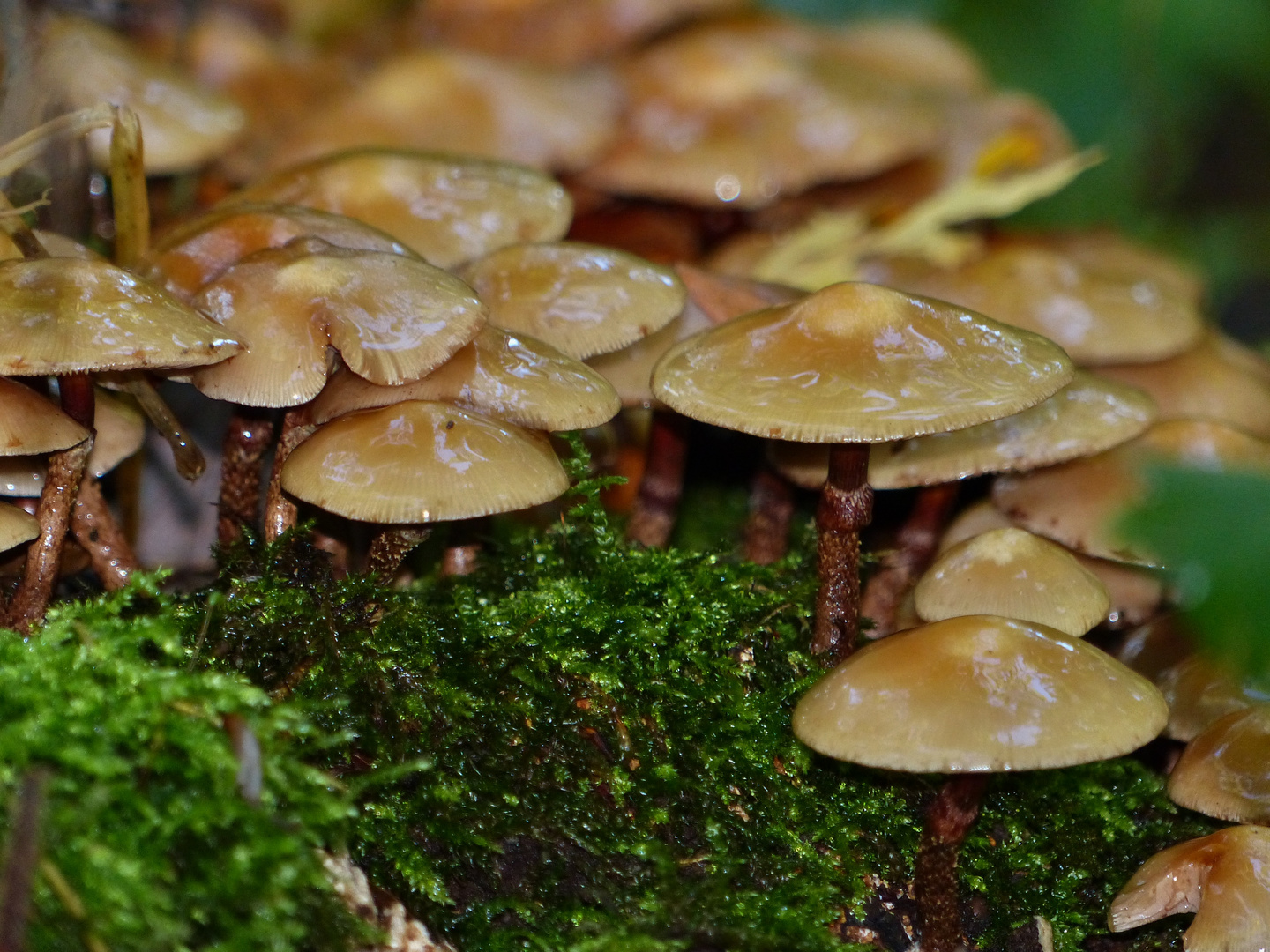 Regenschirmchen