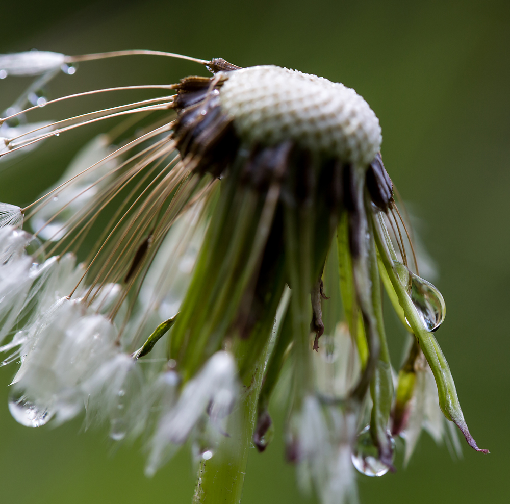 Regen°Schirmchen