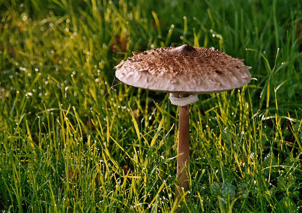 Regenschirmchen