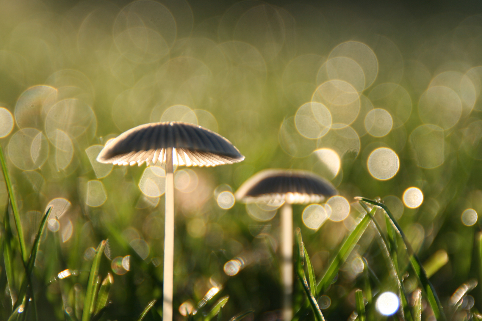 regenschirmchen zu zweit