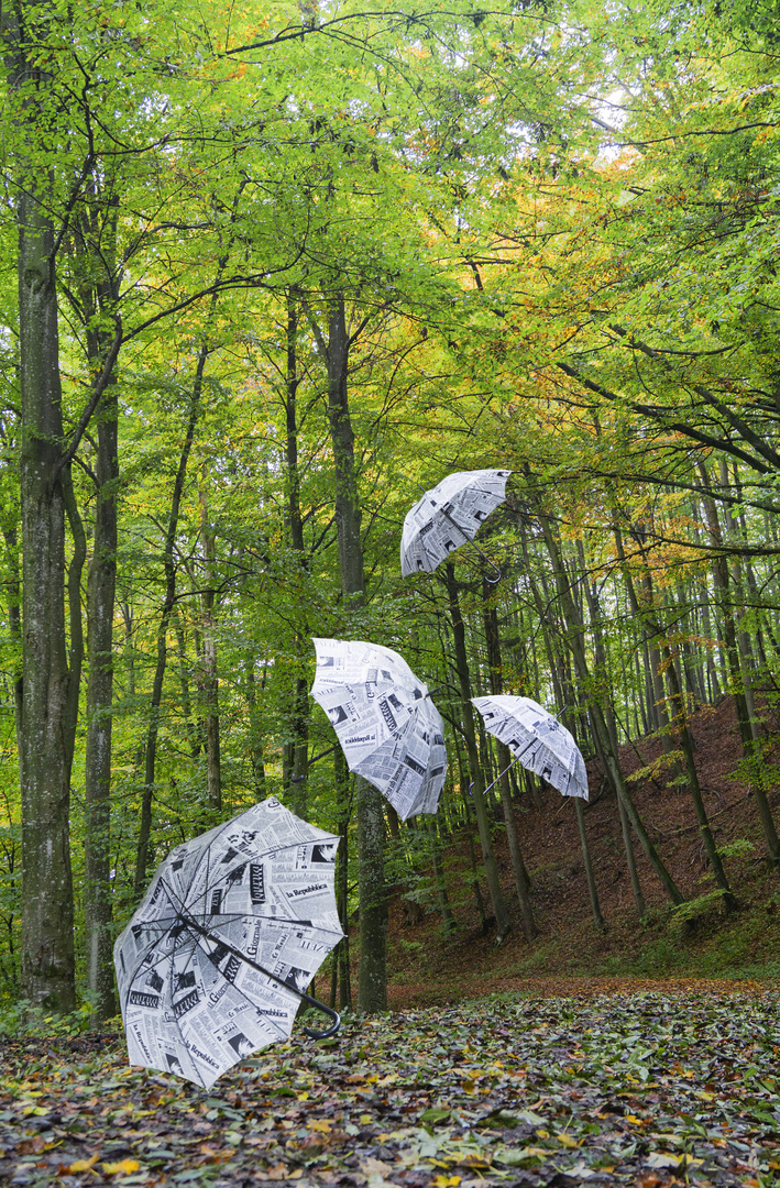 Wald in Bewegung (Forum für Naturfotografen)