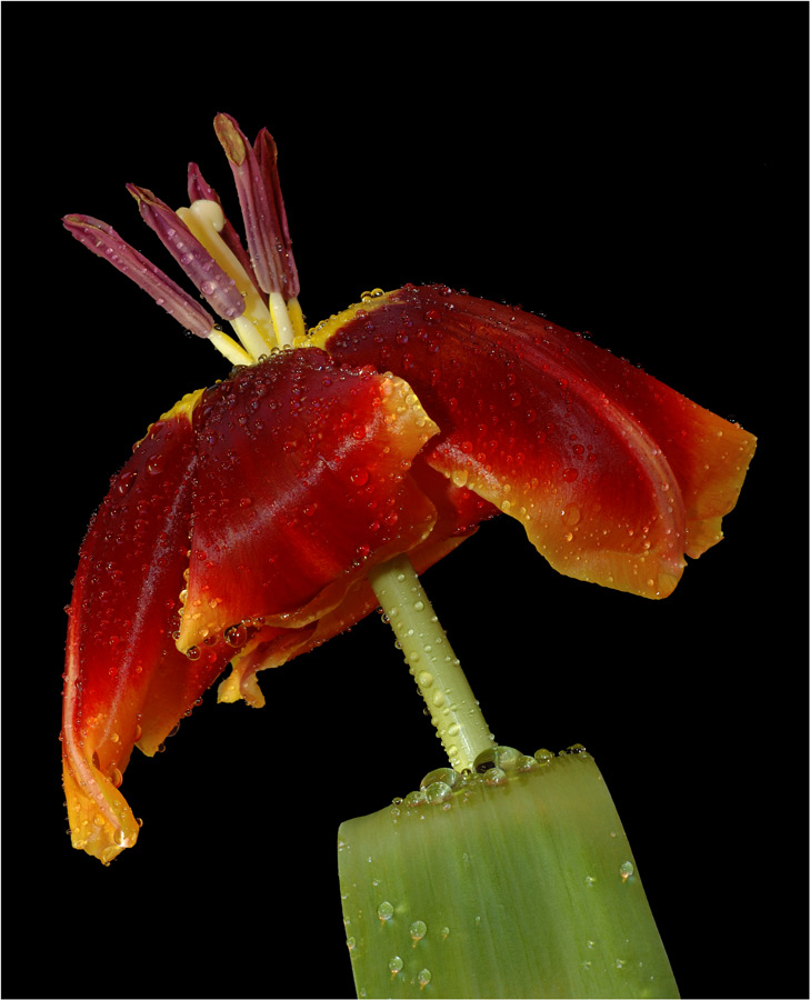 Regenschirmtulpe