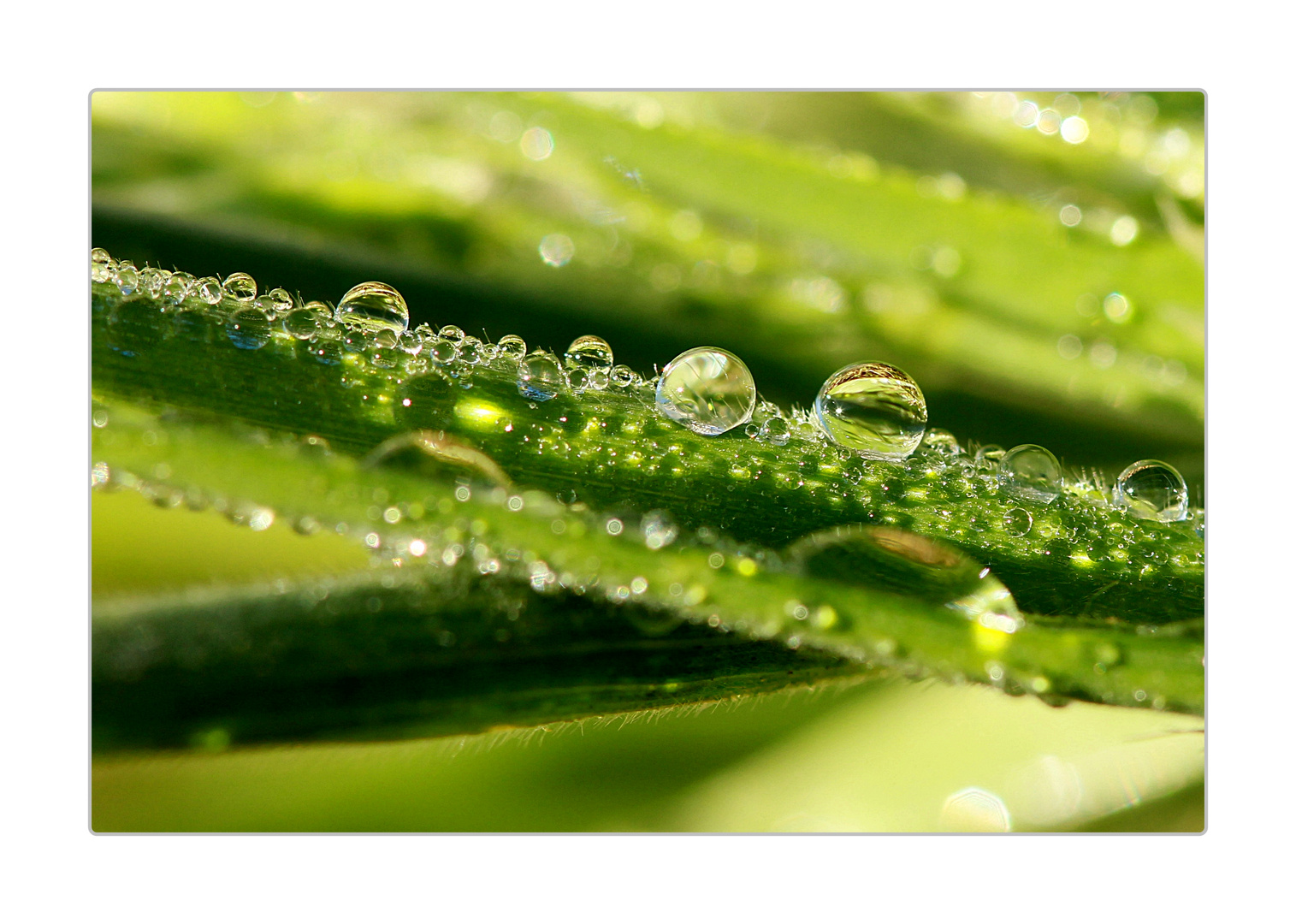 **Regenschmuck**