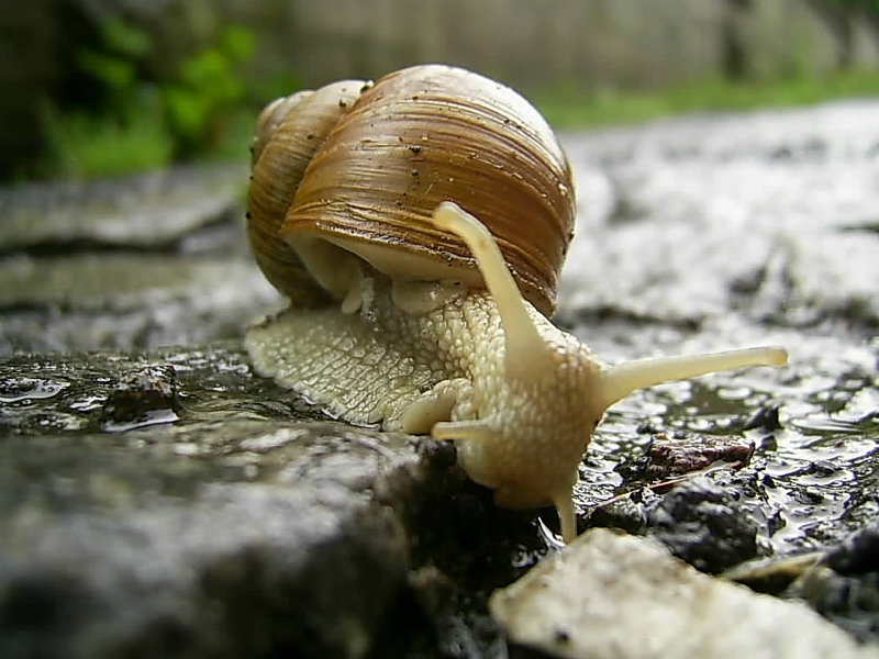 Regenschnecke