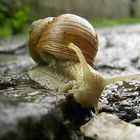 Regenschnecke