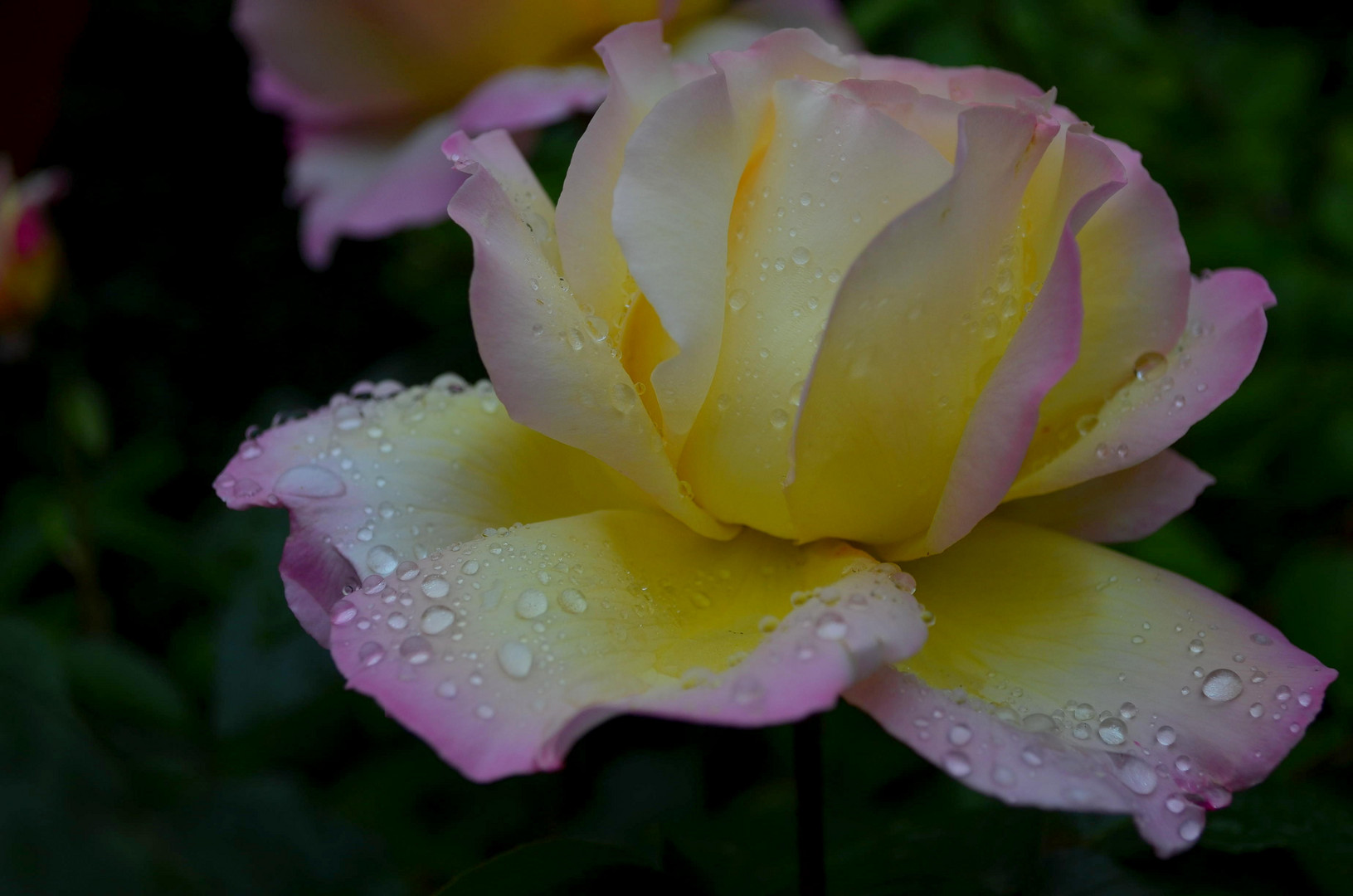 Regenschöne