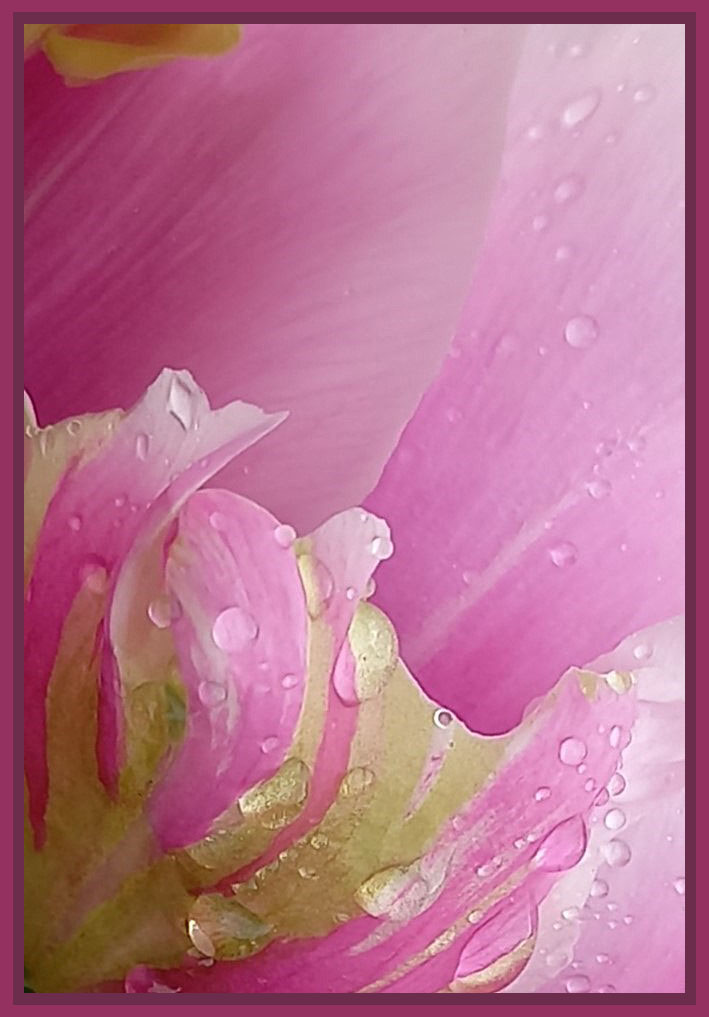 regenschönheit (1/5)