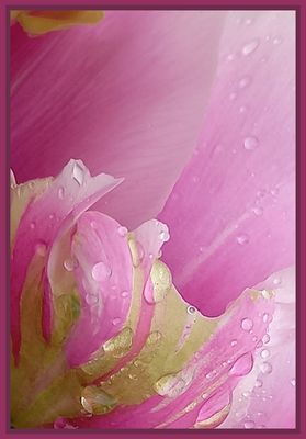 regenschönheit (1/5)