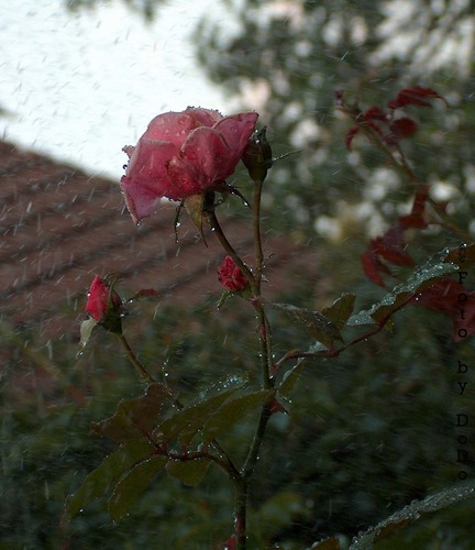 Regenschönheit