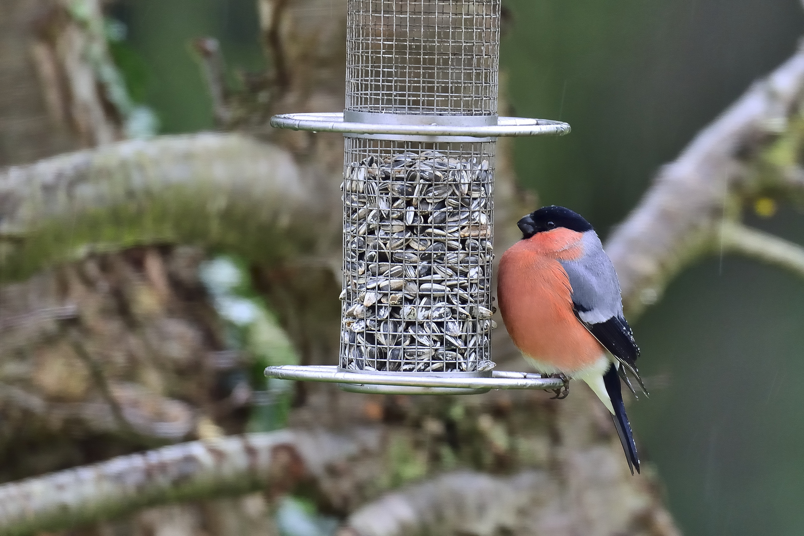 Regenschutz Foto & Bild | natur, tiere, vögel Bilder auf fotocommunity