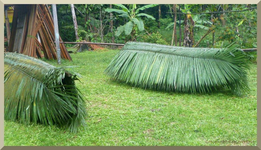 Regenschutz a la Amazonas..........