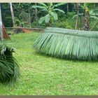 Regenschutz a la Amazonas..........