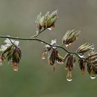 Regenschwer