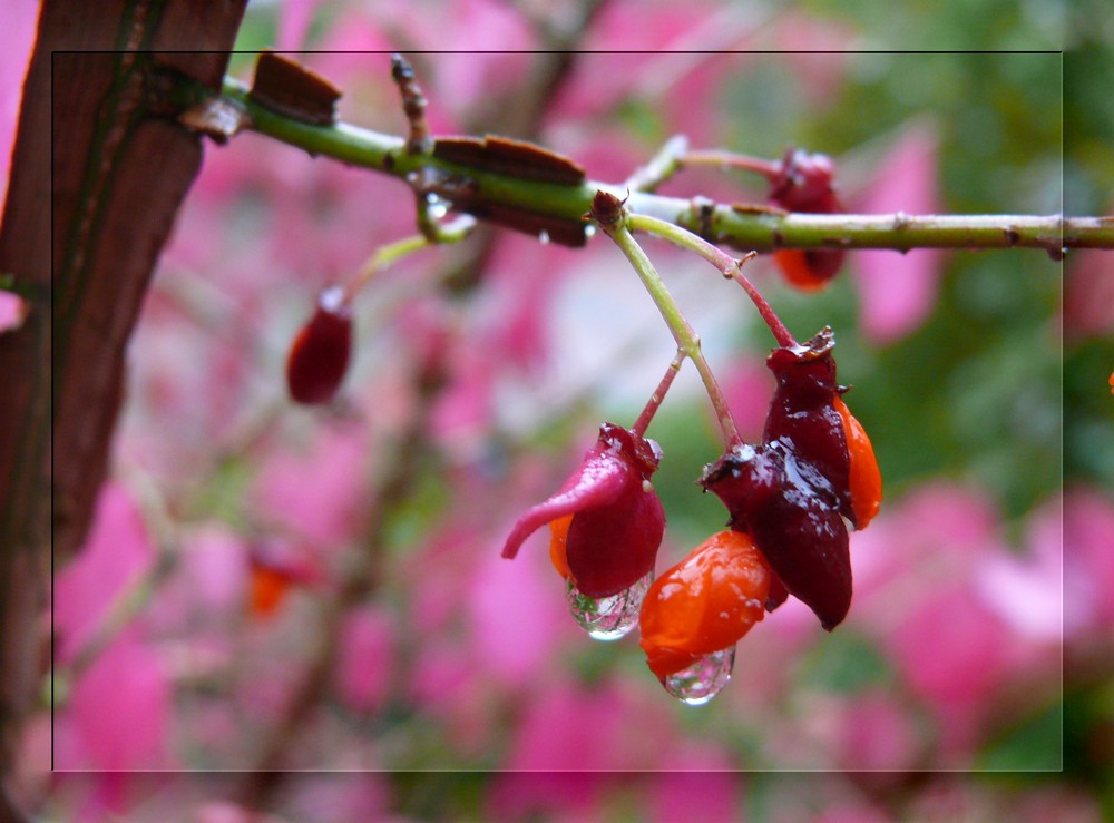 Regenschwer